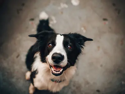 Dog sitting loooking up at camera