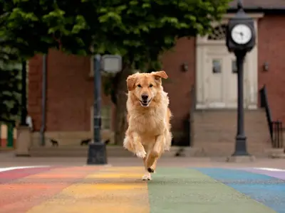 Dog running on pride crosswalk Wendy Devent contest