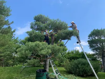 Nikka Yuko Japanese Garden NYJG tree pruning 