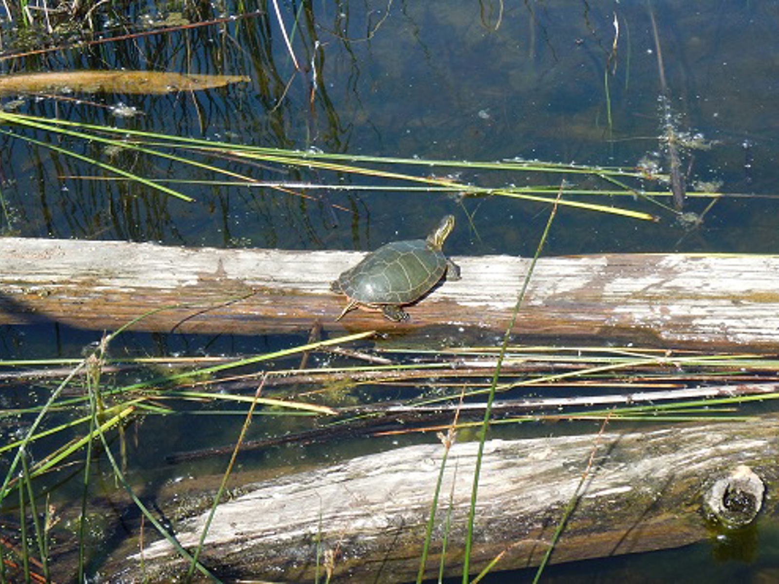 Elizabeth Hall Wetlands | City of Lethbridge