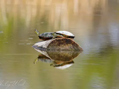 Turtle Wildlife Hailey Wood contest