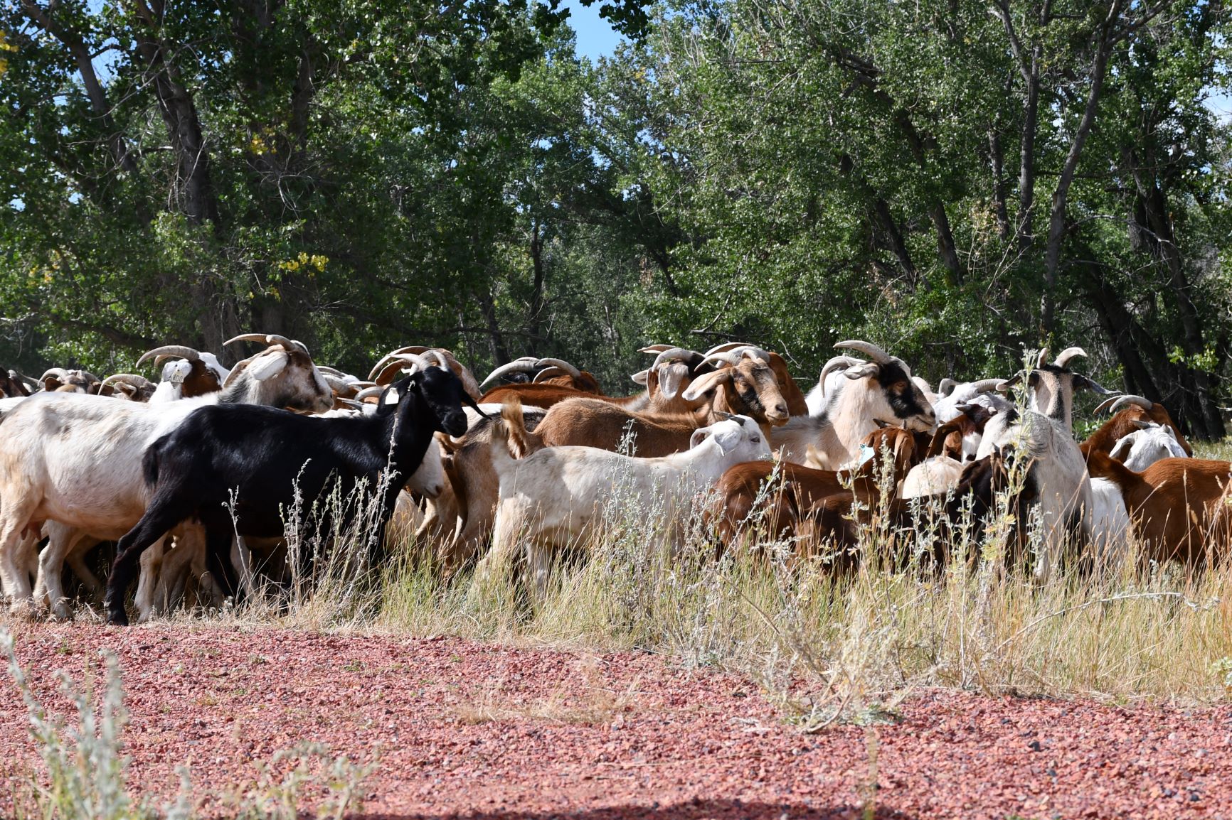 Image of Grazing Glory: the weed-eating goats have returned!