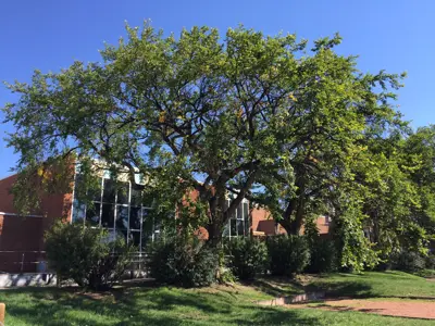 Elm Tree in Bloom