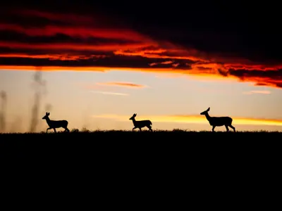 Deer wildlife sunset Jamin Heller contest