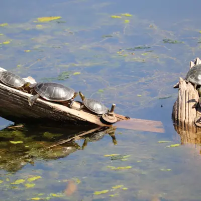 Turles in Pond 